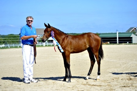 Jeff with Foal Champion Sondrio at the 2011 Oldenburg Approvals