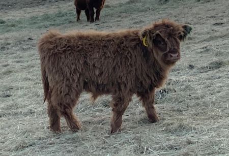 Click for detailed description of Fingal 2nd of Vintage Hill (2022 bull calf) #43